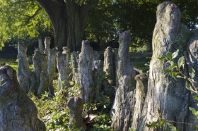 Cyprès de Louisiane