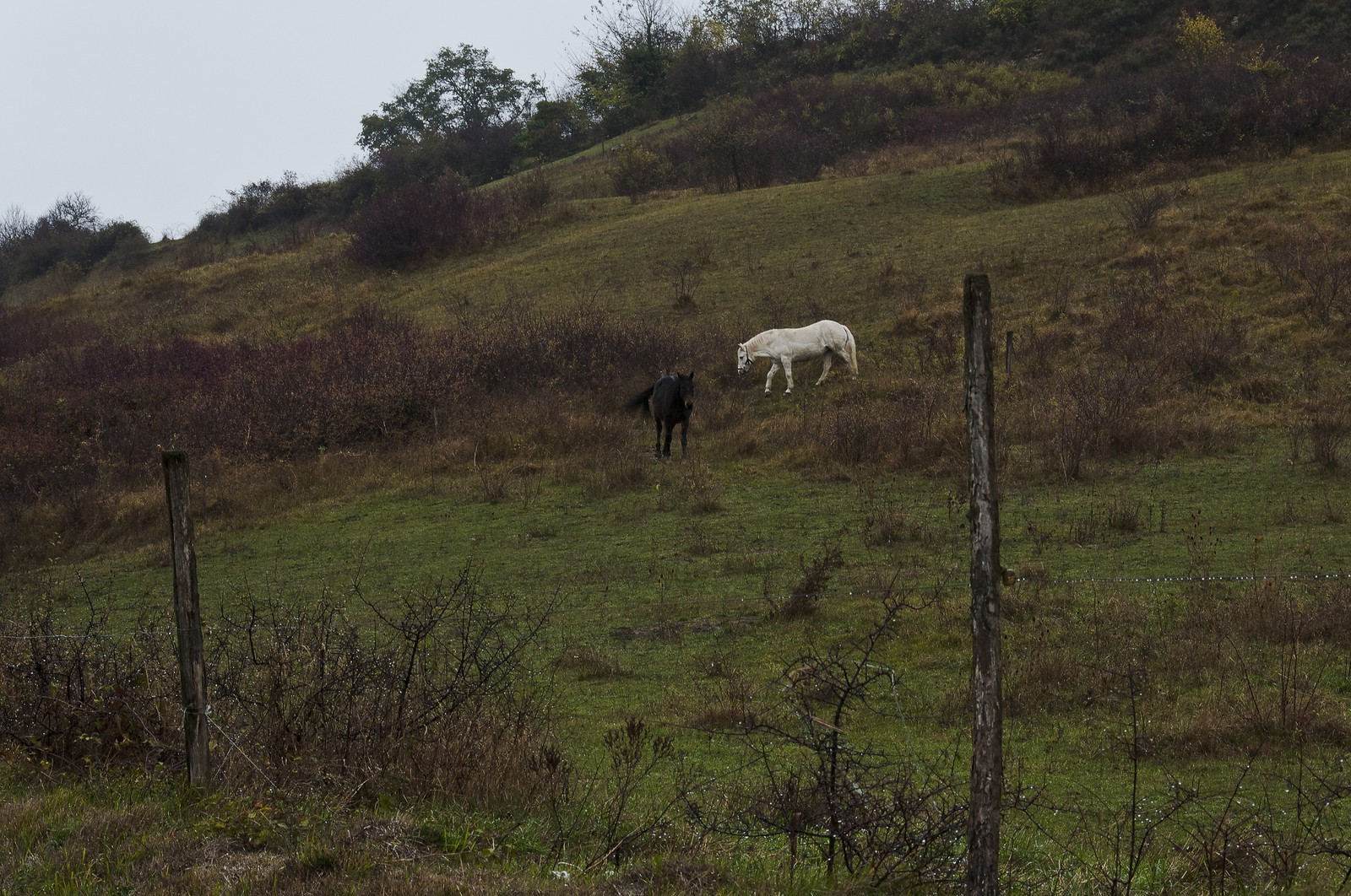Chevaux dans un champ
