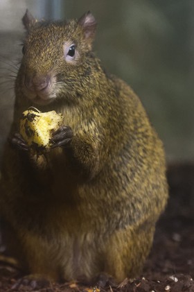 Agouti