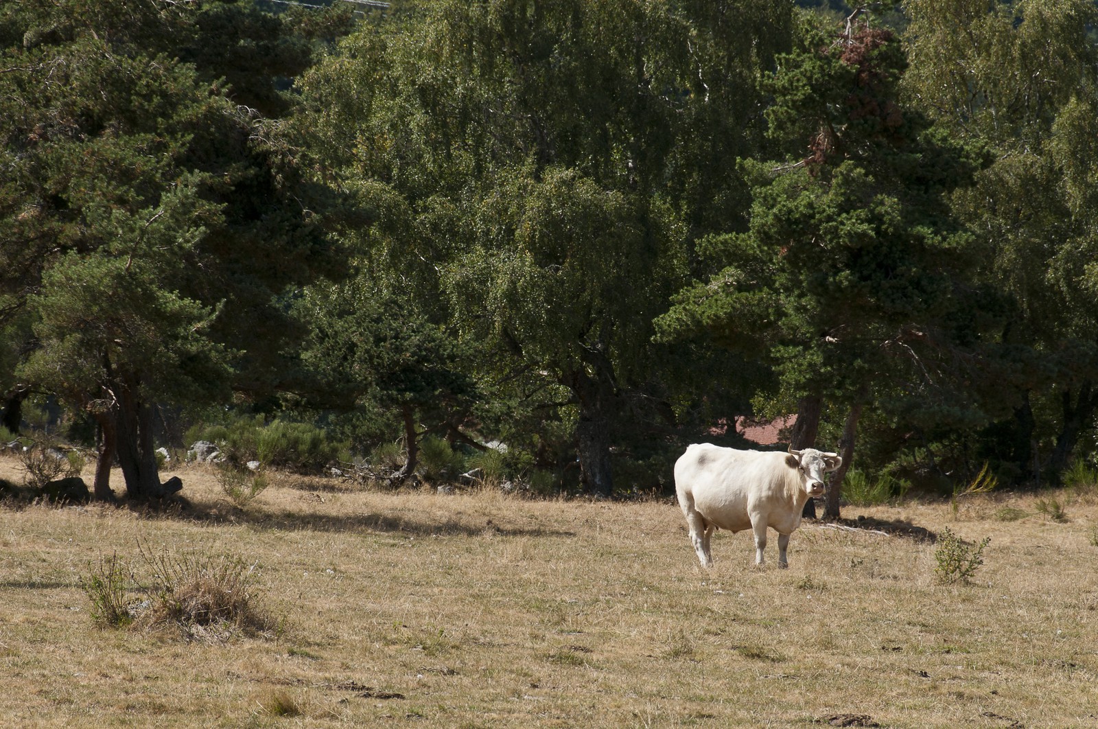 Vaches dans un pré