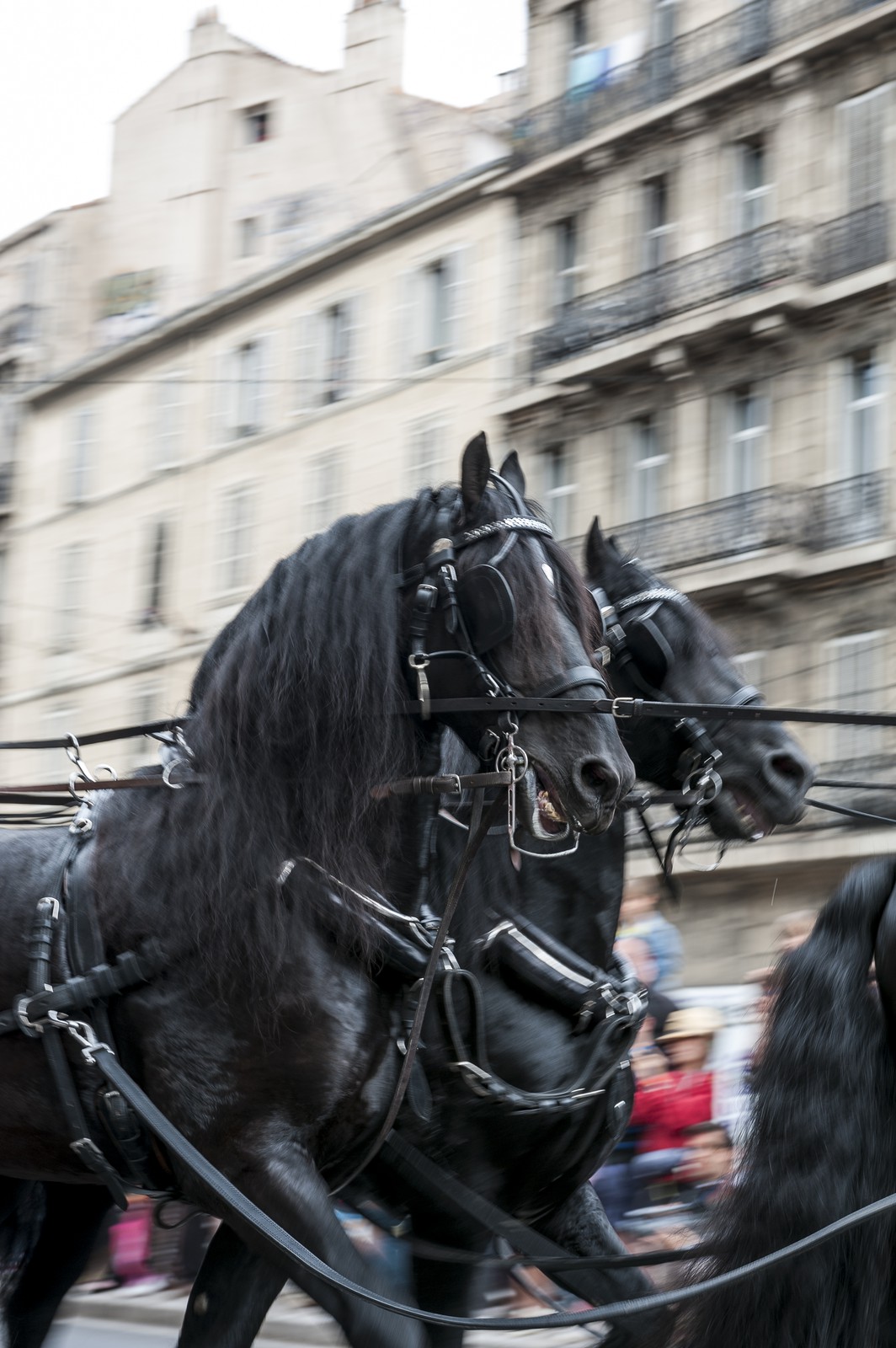 TransHumance : les chevaux noirs