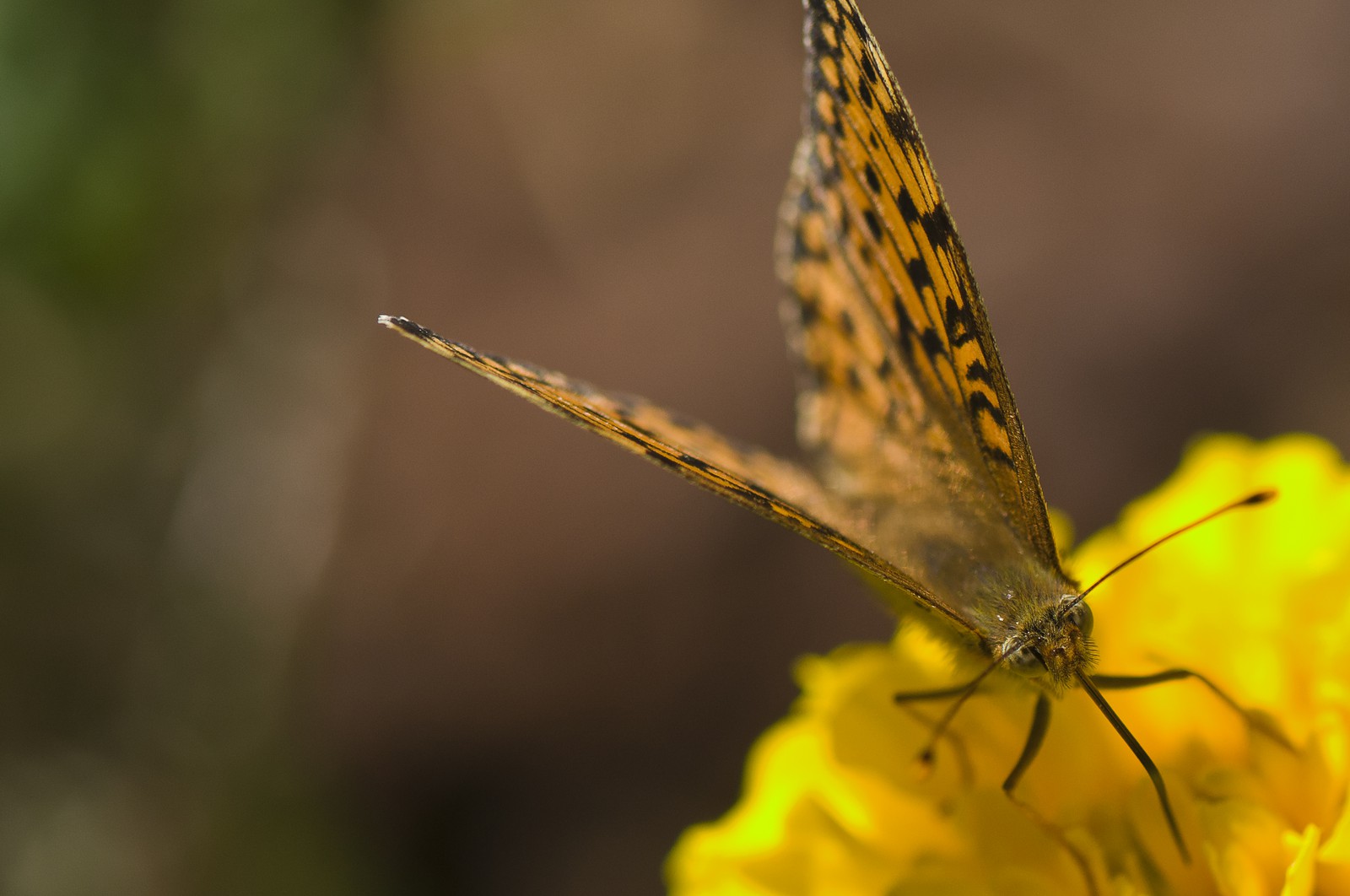 Chiffre (Argynnis Niobe)