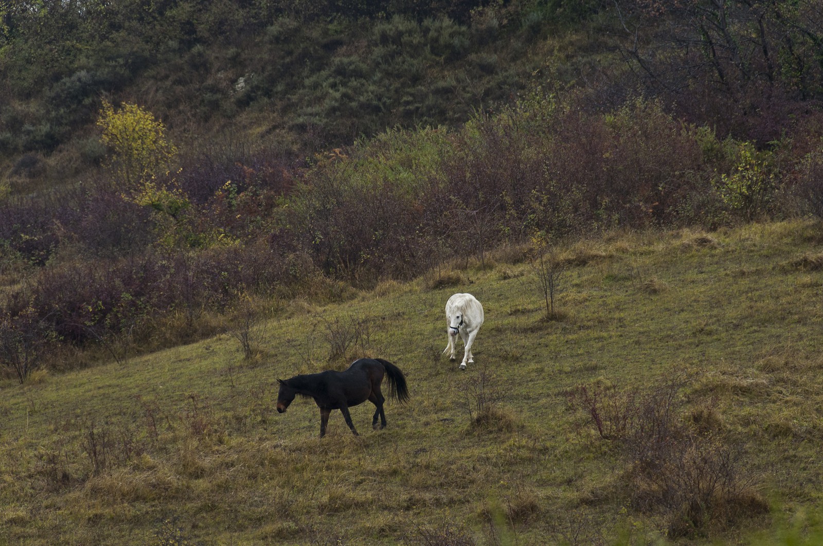 Chevaux dans un champ