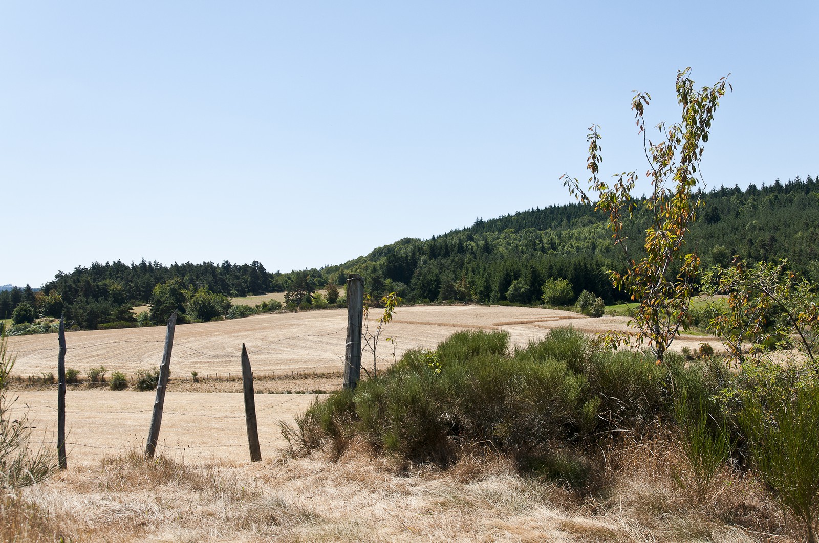 Entrée de champ de blé
