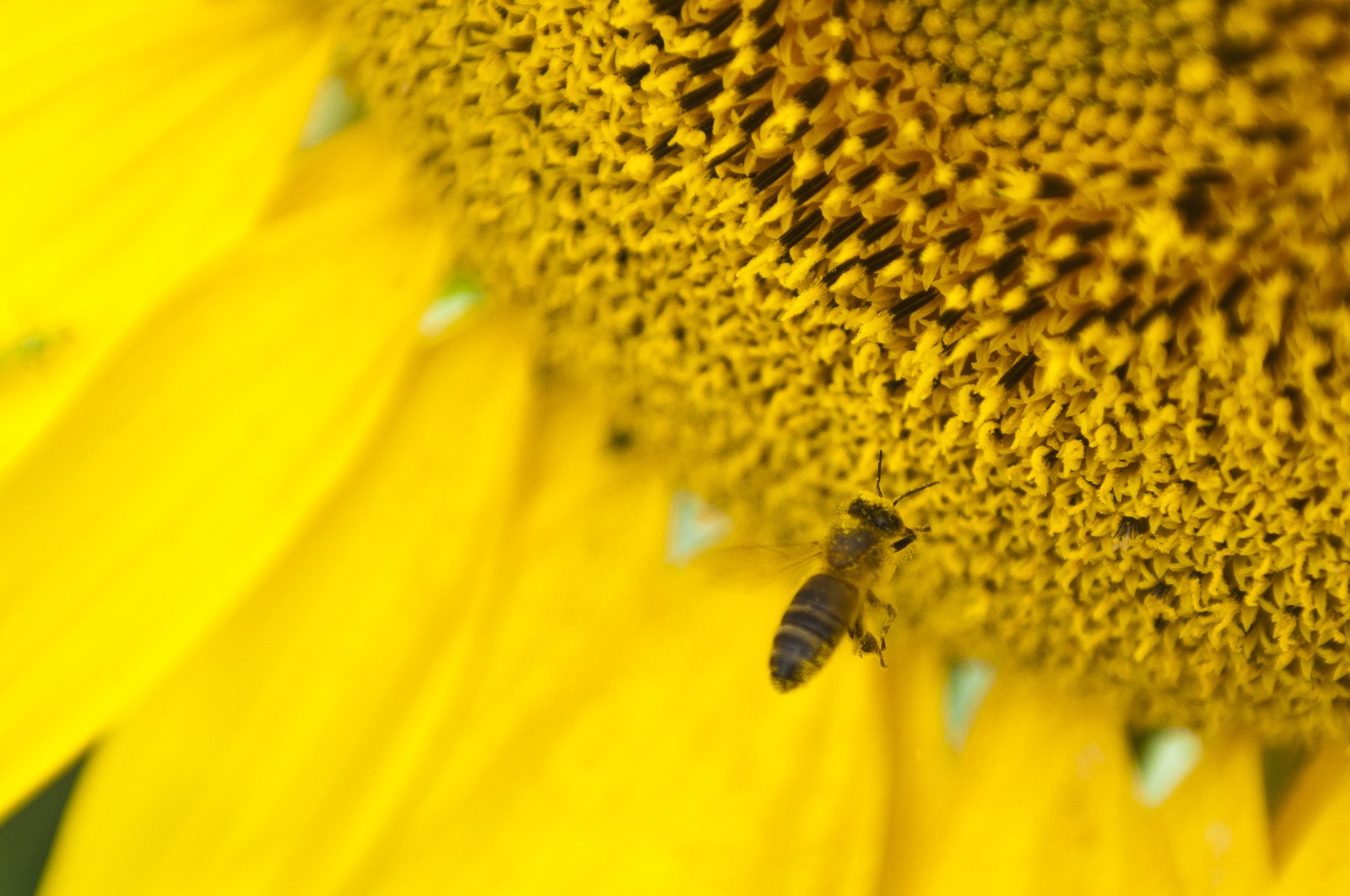 Abeille sur une fleur de tournesol