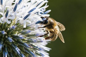 Abeille butinant un chardon